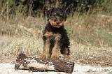 AIREDALE TERRIER 070